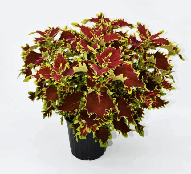 Stained Glassworks™ Crown Jewel 'UF20-20-5'